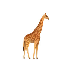 Naklejka premium giraffe isolated on white