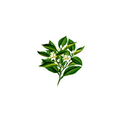 plant isolated on white background
