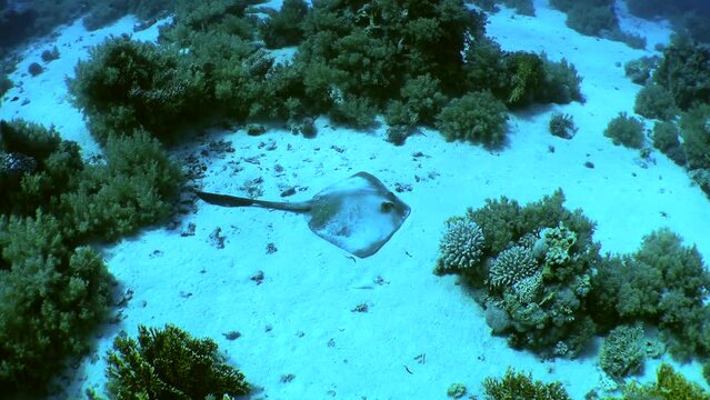 The camera slowly zooms in on a large Cowtail stingray (Pastinachus sephen) lying on a sandy bottom among coral thickets, medium shot.