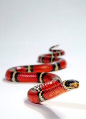 Sinaloan milk snake // Sinaloa-Dreiecksnatter, Sinaloa-Milchschlange (Lampropeltis polyzona)...