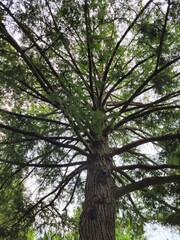 Fototapeta premium tree in the forest