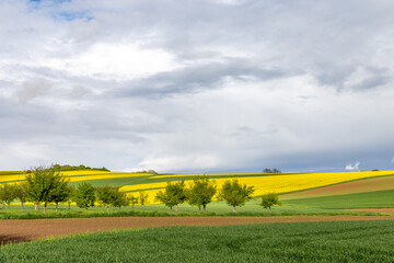 Fototapeta na wymiar Rapeseed field in spring. Germany.