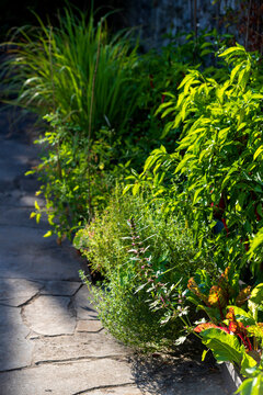 Vegetable and herbs garden at terrace on sunny day