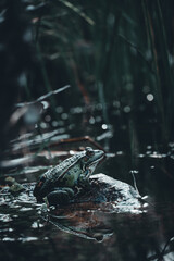 frog
