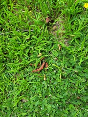 red ant on green leaf