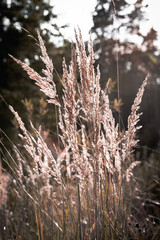 gras in the sun