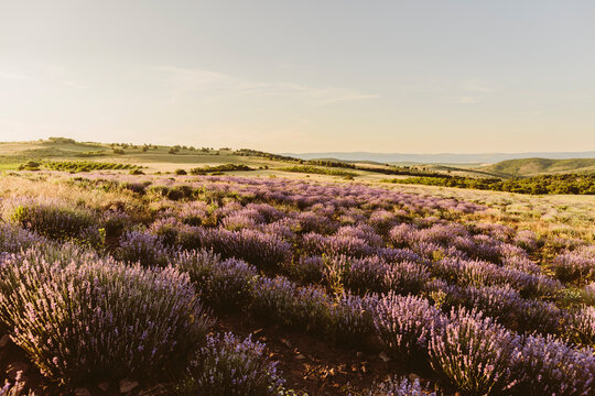 Purple lavender flowers blooming in field on sunset