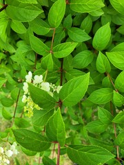 green leaves of grass