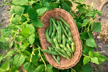 Top view of wicker plate with harvest of green beans