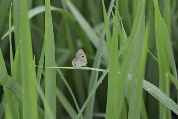 bird in the grass