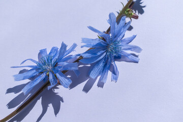 Chicory flowers on a blue background with space for text. Floral background. Blue background.