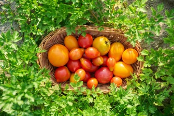 Top view of a bunch of ripe tomatoes in basket, outdoor on green parsley
