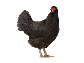 black chicken isolated on white background