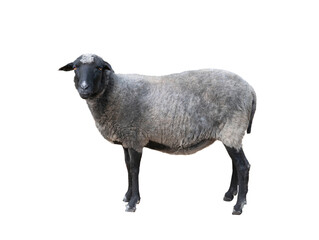 gray-black sheep isolated on white background