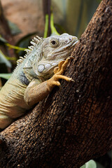 Green iguana on a tree branch