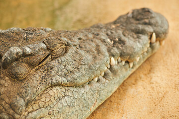 Crocodile head detail out of water