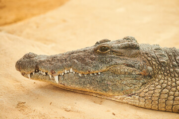 Crocodile head detail out of water