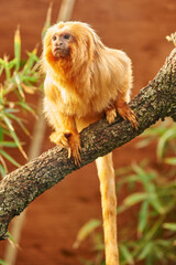 Small tamarin on a branch