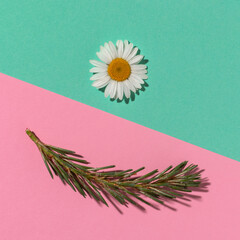 Young fir twig and daisy flower on pink blue background. Xmas flat lay.