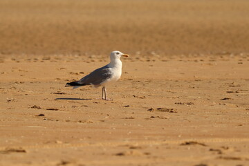Larus, a seagull on a sandy beach