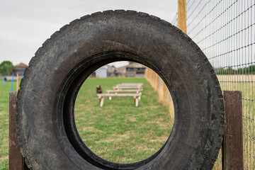 Shallow focus of a large tractor tyre being used on a dog agility course whereby the dogs jump through the hole.