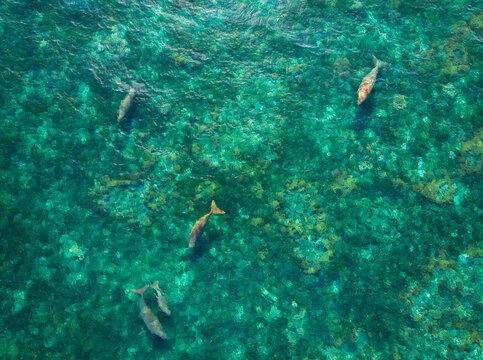 Aerial view of five dugongs swimming in ocean, Sangihe Island, North Sulawesi, Indonesia