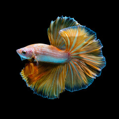The most colorful fish in the world