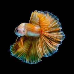 The most colorful fish in the world