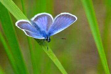 Butterfly on a flower