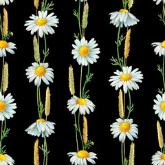 Seamless pattern with dried meadow spikelets, field dry herbs and white chamomile flowers (Matricaria chamomilla, kamilla). Watercolor hand drawn painting illustration, isolated on black background