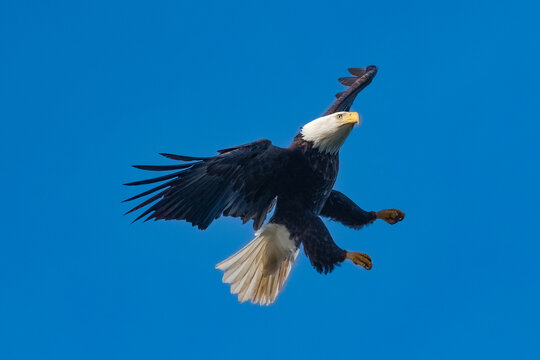 Bald Eagle in flight hunting, British Columbia, Canada
