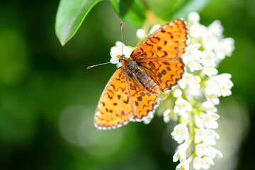 Butterfly on a flower