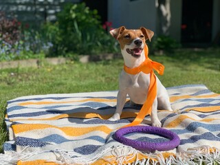 Jack Russell Terrier dog sits on a colorful blanket