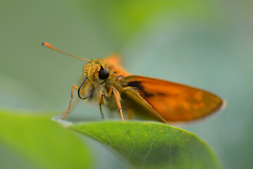 Butterfly on a flower