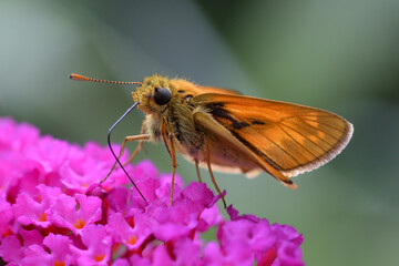 Butterfly on a flower