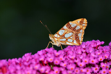 Butterfly on a flower