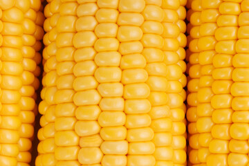 Yellow sweet corn macro background