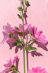 Vertical postcard. Pink mallow on a pink background. Summer postcard.