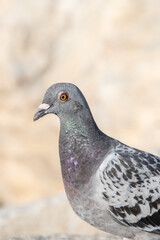 【動物】ハト　鳥
