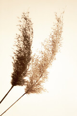 Delicate background for design. Dry spikelet and its shadow on a pastel beige background. Vertical image, flat lay.