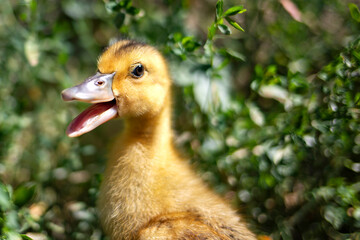 Portrait of a little funny duckling on a background of green grass.