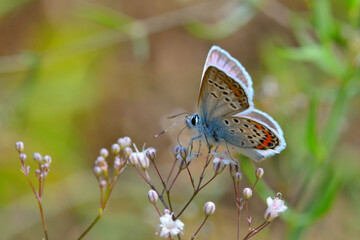 Butterfly on a flower