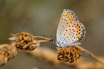 Butterfly on a leaf