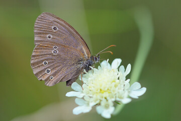 Butterfly on a flower