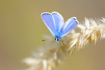 Blue butterfly on a flower