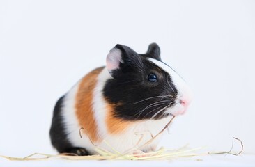 Tricolor guinea pig on a white background eats food from a bowl. A pet, a rodent.	