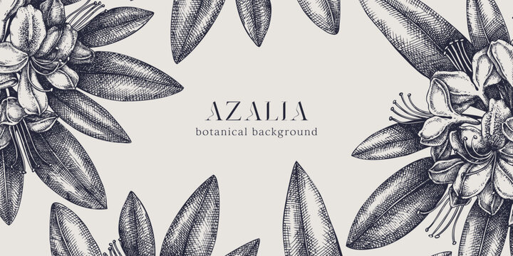 Floral background. Vector frame with hand drawn azalea sketches. Vintage design with rhododendron flowers and leaves. Evergreen plants botanical illustration for banner, postcards, web