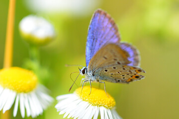 Butterfly on a flower