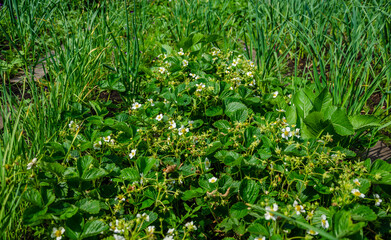 Flowers on the lawn in the garden in summer.Green flowerbed.