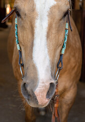 Horse head, portrait in the stable. A palomino horse ready to ride. The bridle